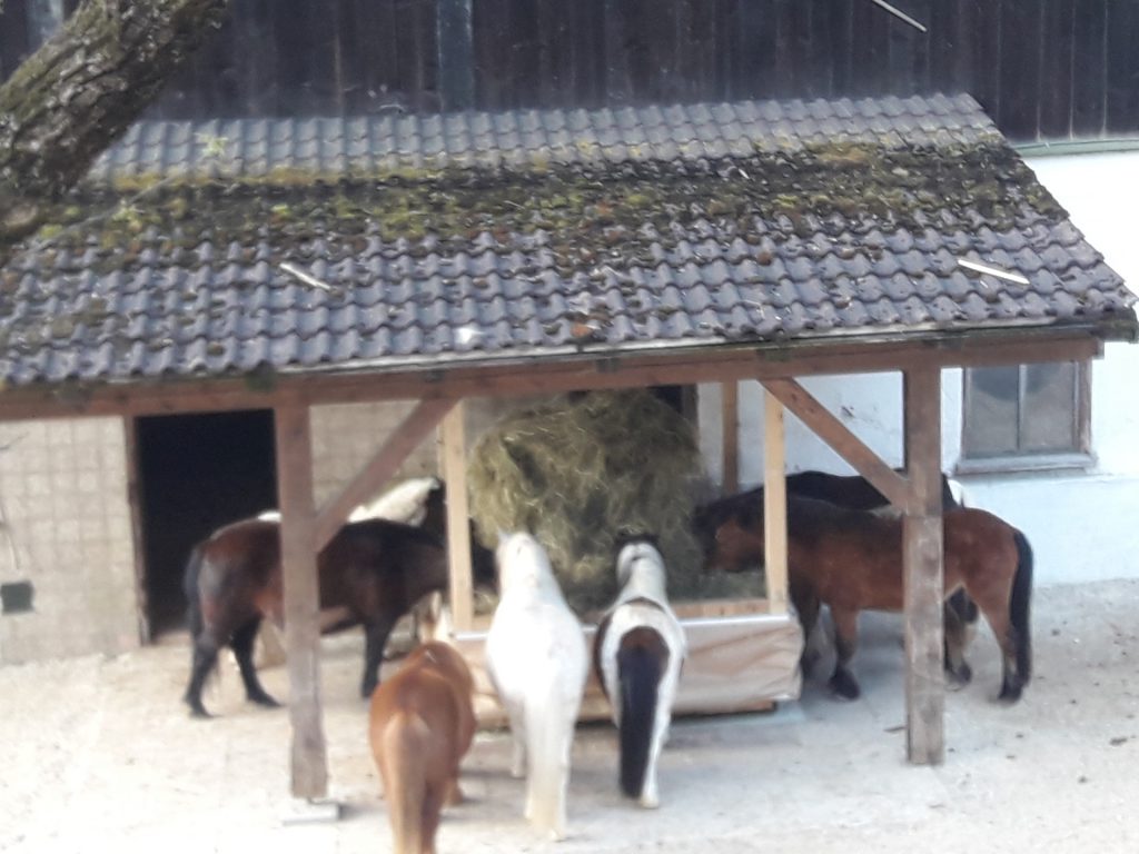 Raufomat Basis mit Ponys